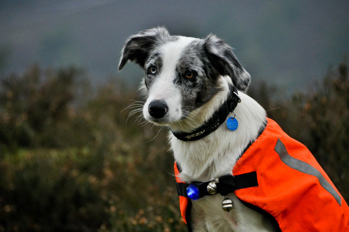 TG2Surrey's tweet photo. For #charitytuesday, we look at the amazing work of @SurreySAR... 

http://t.co/cQGWH3EBx4 http://t.co/xIaGFliq8k