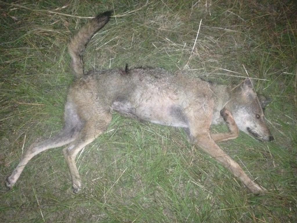 KenDEGC's tweet photo. Predator control --came downwind  21 yards --arrowed walking--Dead End Game Calls Ozone Scent Elimination is Awesome! http://t.co/VVl6krK8Xk