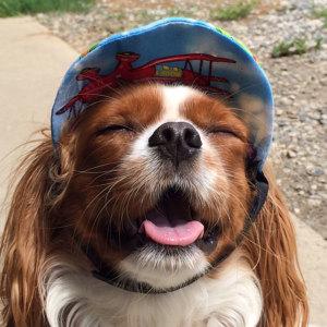 carisummer1's tweet photo. Bailey wearing a medium #DoggySuperVisor #dogvisor #CavalierKingCharlesSpaniel http://t.co/JG8HOyt0b8