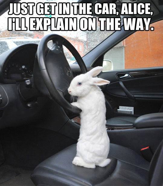 When your pet decides to take the wheel.