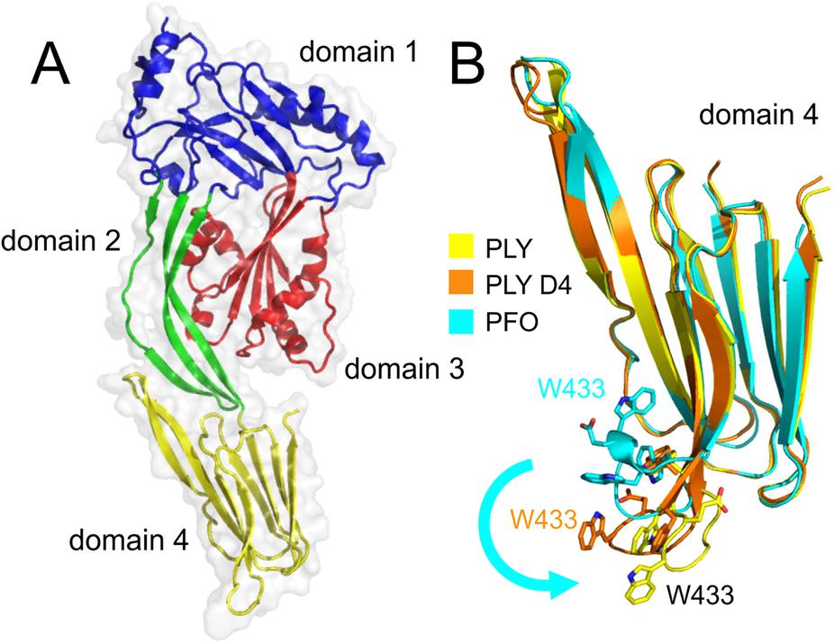 SciReports's tweet photo. Study to determine the #crystal structure of full-length #pneumolysin at 1.98 Å resolution http://t.co/ivg0KWHd5J http://t.co/VbjOdlD2T1