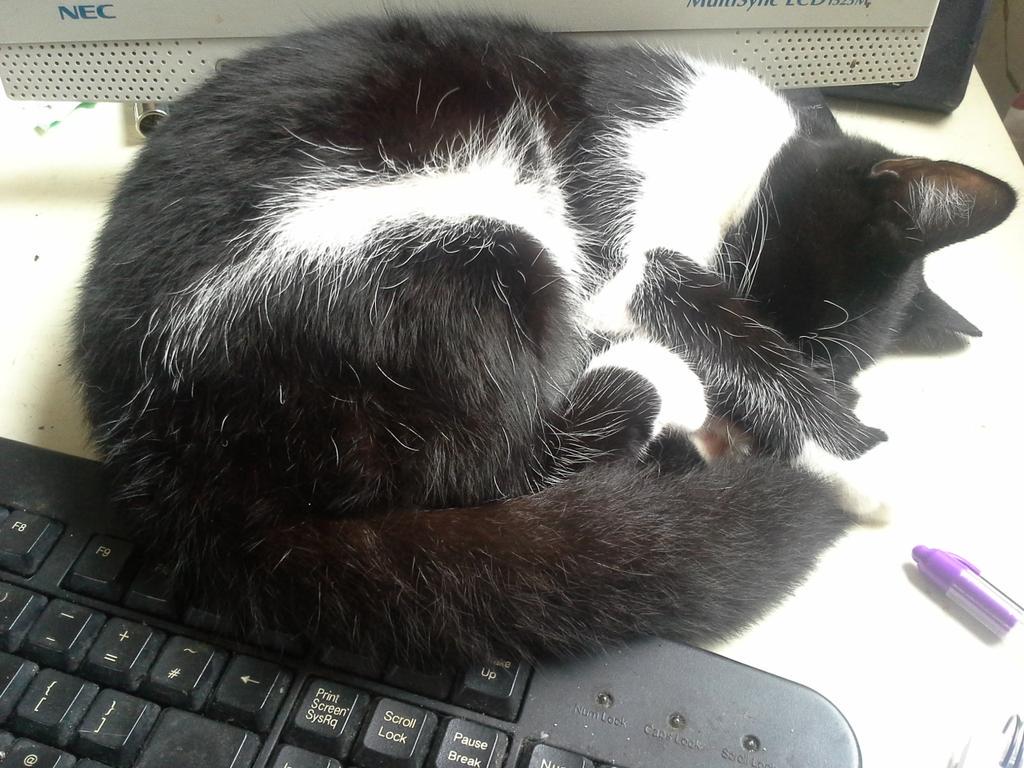 cockneyreject's tweet image. #WorkDistractions