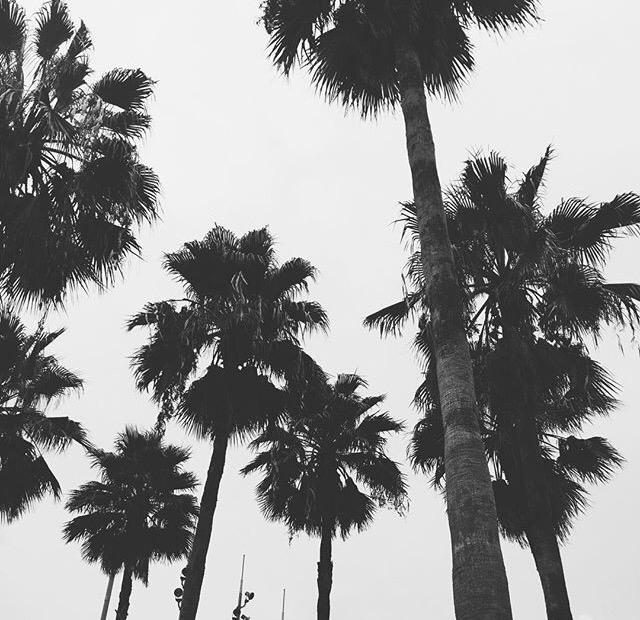 AlexLinfashion's tweet image. Underneath the palm trees you can leave your worries 🌴 #Florida #Sarasota xx #AlexandraLin