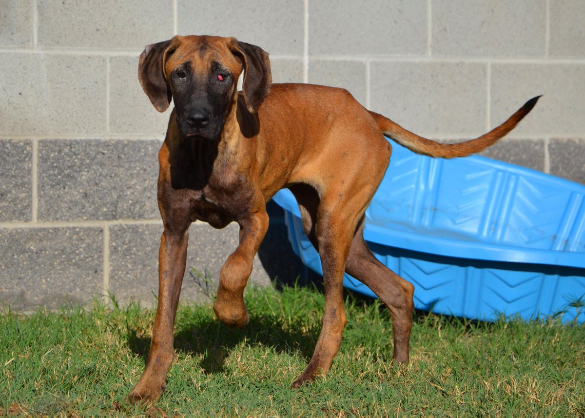 SacramentoSPCA's tweet image. Meet our newest arrivals from a South Korean dog meat farm. #koreadogs #sacspca