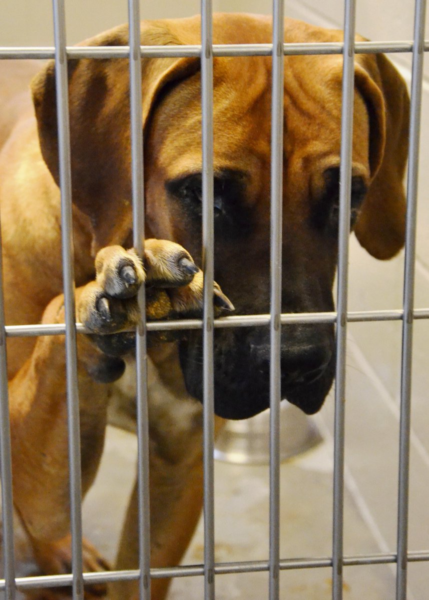 SacramentoSPCA's tweet image. Meet our newest arrivals from a South Korean dog meat farm. #koreadogs #sacspca