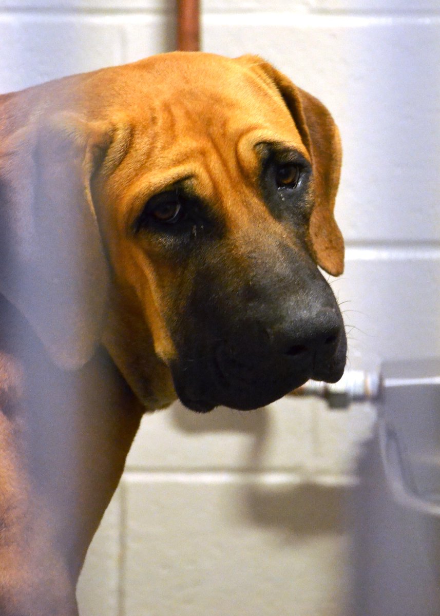 SacramentoSPCA's tweet image. Meet our newest arrivals from a South Korean dog meat farm. #koreadogs #sacspca