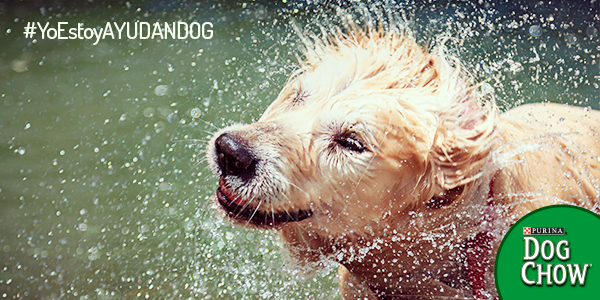 DogChowCo tweet picture