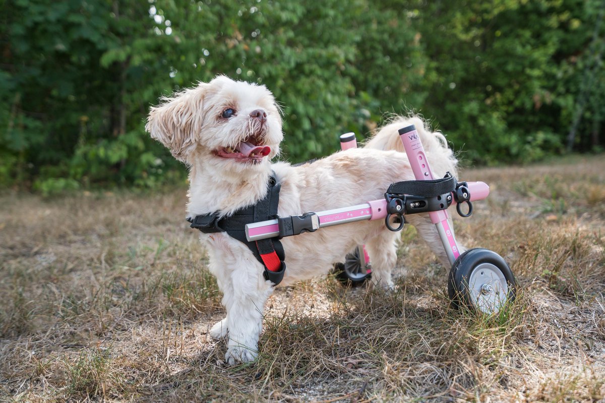 WalkinWheels's tweet photo. Happy #TongueOutTuesday ! http://t.co/YQkipvhFfU