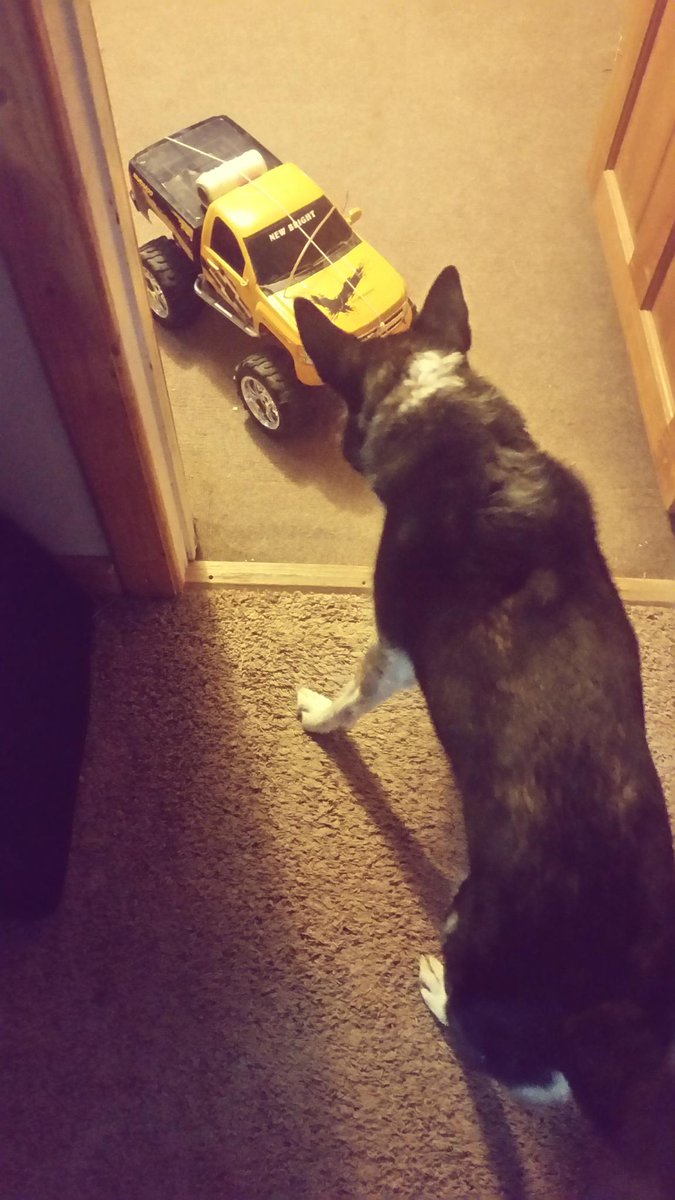 damagedslightly's tweet photo. Had to buy them bigger so she would stop eating them!  #SwayPoochini #furbaby #nomanners #expensiveentertainment http://t.co/BeD2T4qrb6