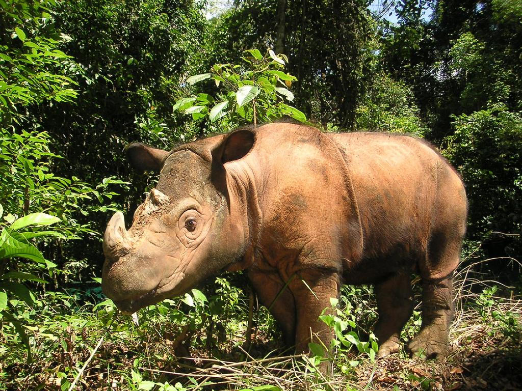 ThomasVLinge's tweet photo. #Wildlife: today is #WorldRhinoDa, a day ment to remind us the importance of saving ALL rhino species from extinction http://t.co/c79ZCeMHL1