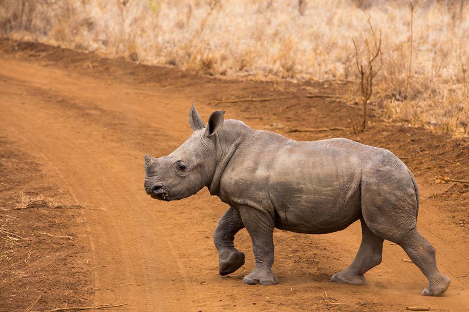 elewana's tweet photo. "No one in the world needs a rhino horn...but a rhino". Happy #WorldRhinoDay! @WWF_Kenya @WorldRhinoDay @savetherhino http://t.co/iGbFi2eOiD