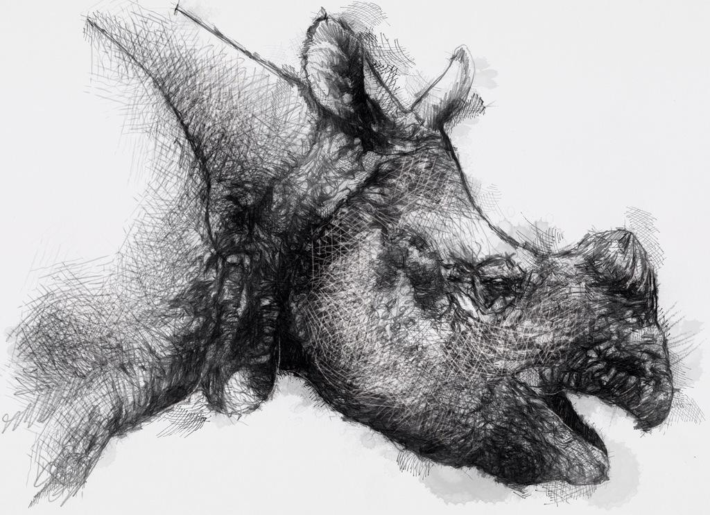 Sean_Briggs's tweet photo. Indian rhino
amazing natural armour plating 685 © #art #drawing #sketch, #rhion http://t.co/F6U4aayuZg http://t.co/2TZbJqD9KL
