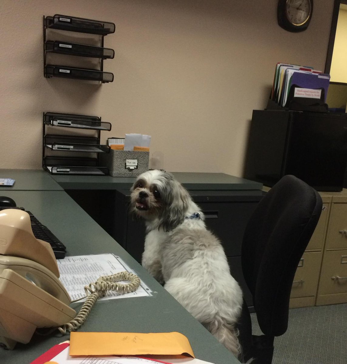 BoxOfficeDogVT tweet picture