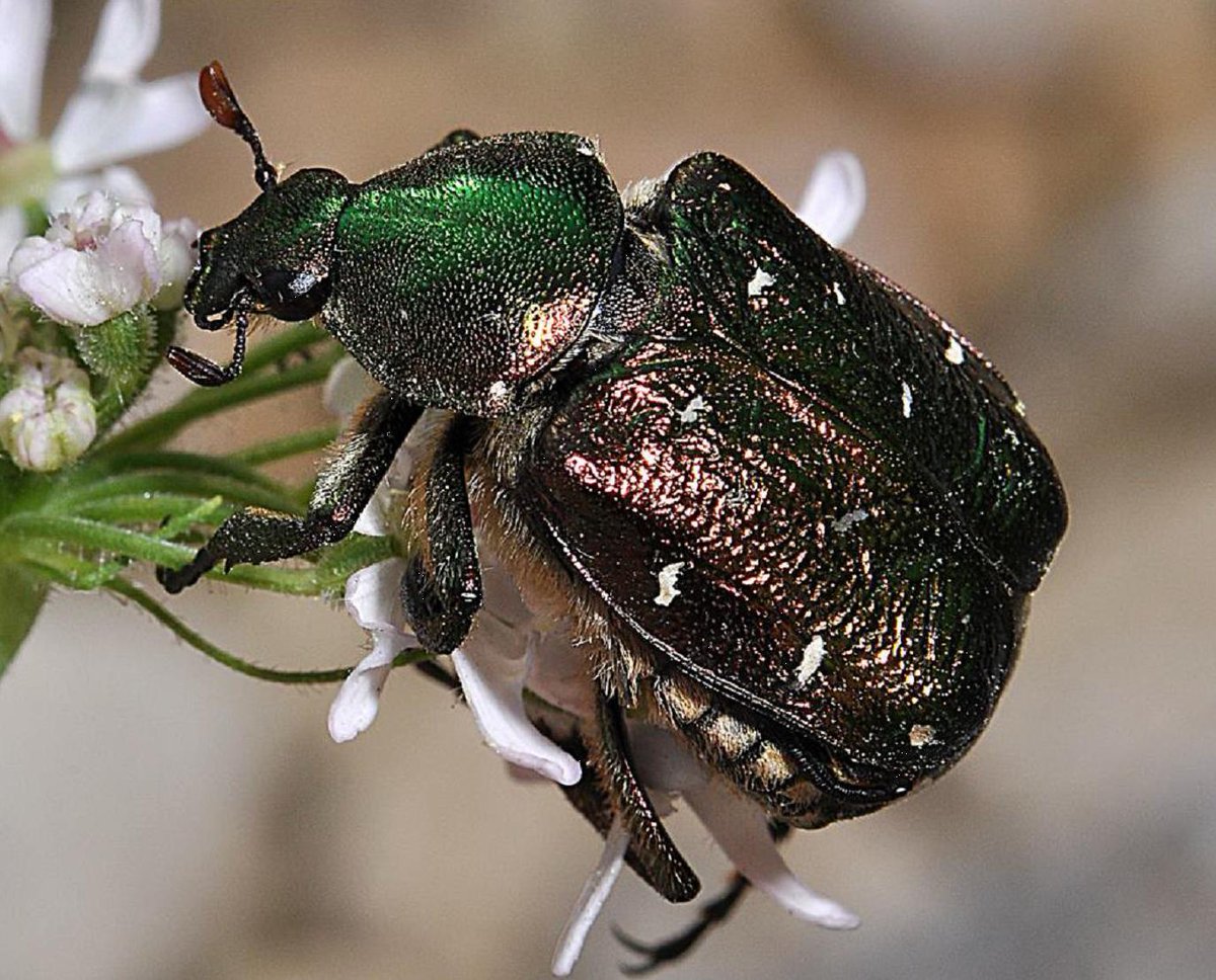 Kent Wildlife Conference 2015 kentfieldclub.org.uk/index.php?opti…