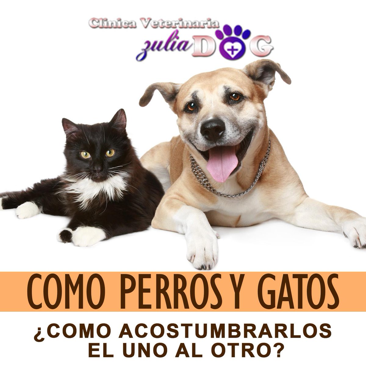 ZuliaDog's tweet image. Como Perros y Gatos...
¿Como acostumbrarlos el uno al otro?
ow.ly/SwZlj 

#Maracaibo #Zulia #Tips