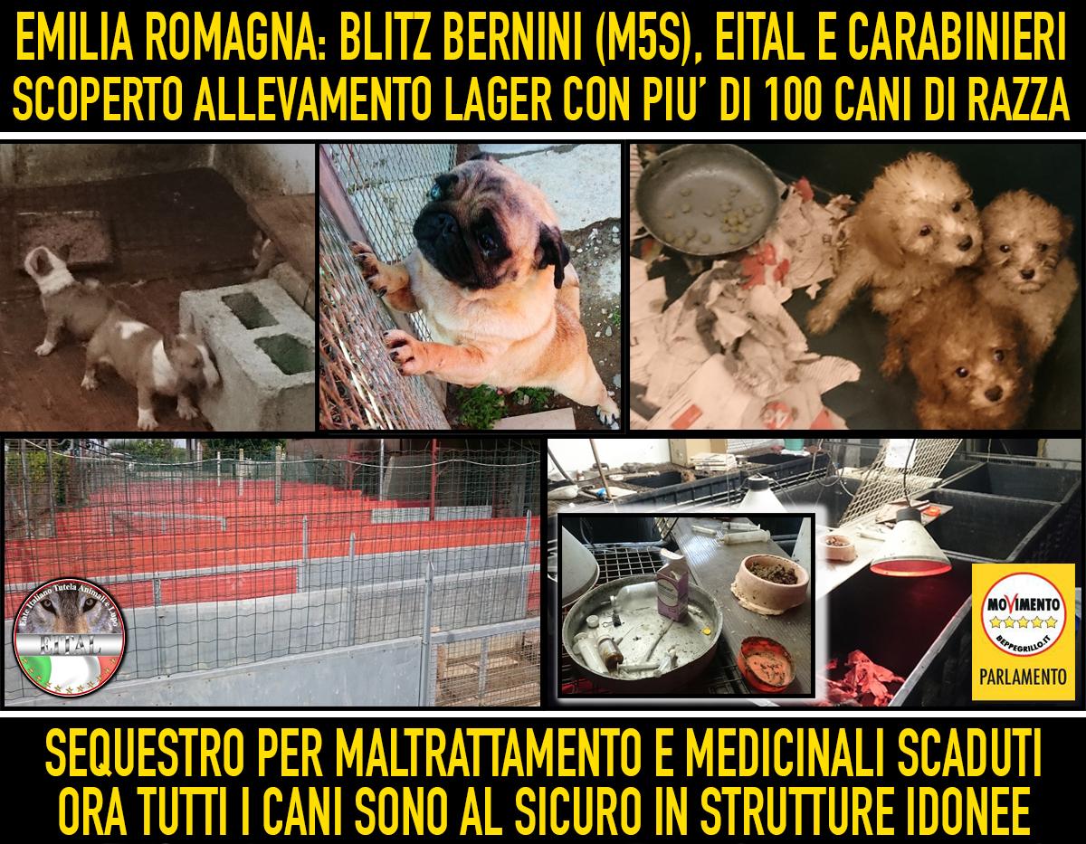 Bernini_P's tweet photo. #M5S e #EITAL salvano 120 cani di razza allevati in mezzo a fango, feci e farmaci scaduti. @beppe_grillo http://t.co/8vjGXBVnmJ