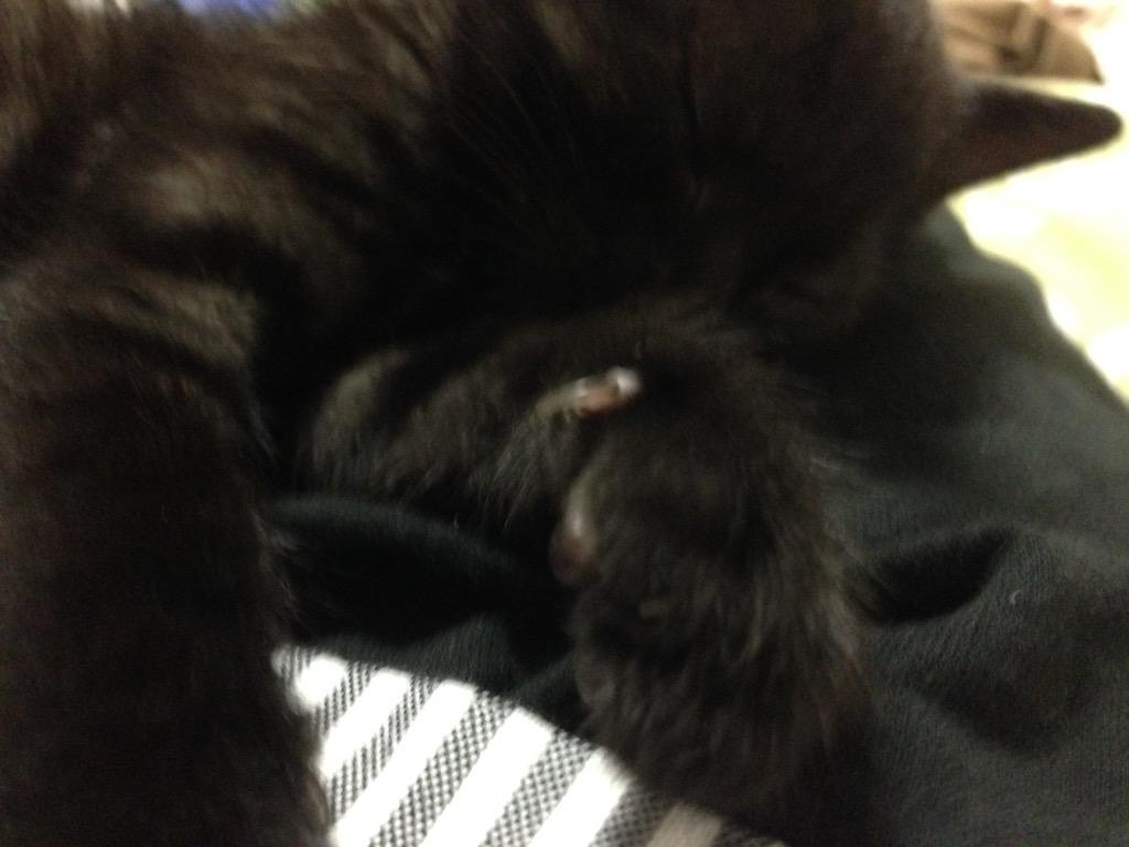 Caffeine_arm's tweet photo. あ〜〜〜〜〜〜かわええ〜〜〜明日から癒しがなくなる http://t.co/lhAPJrzlpV