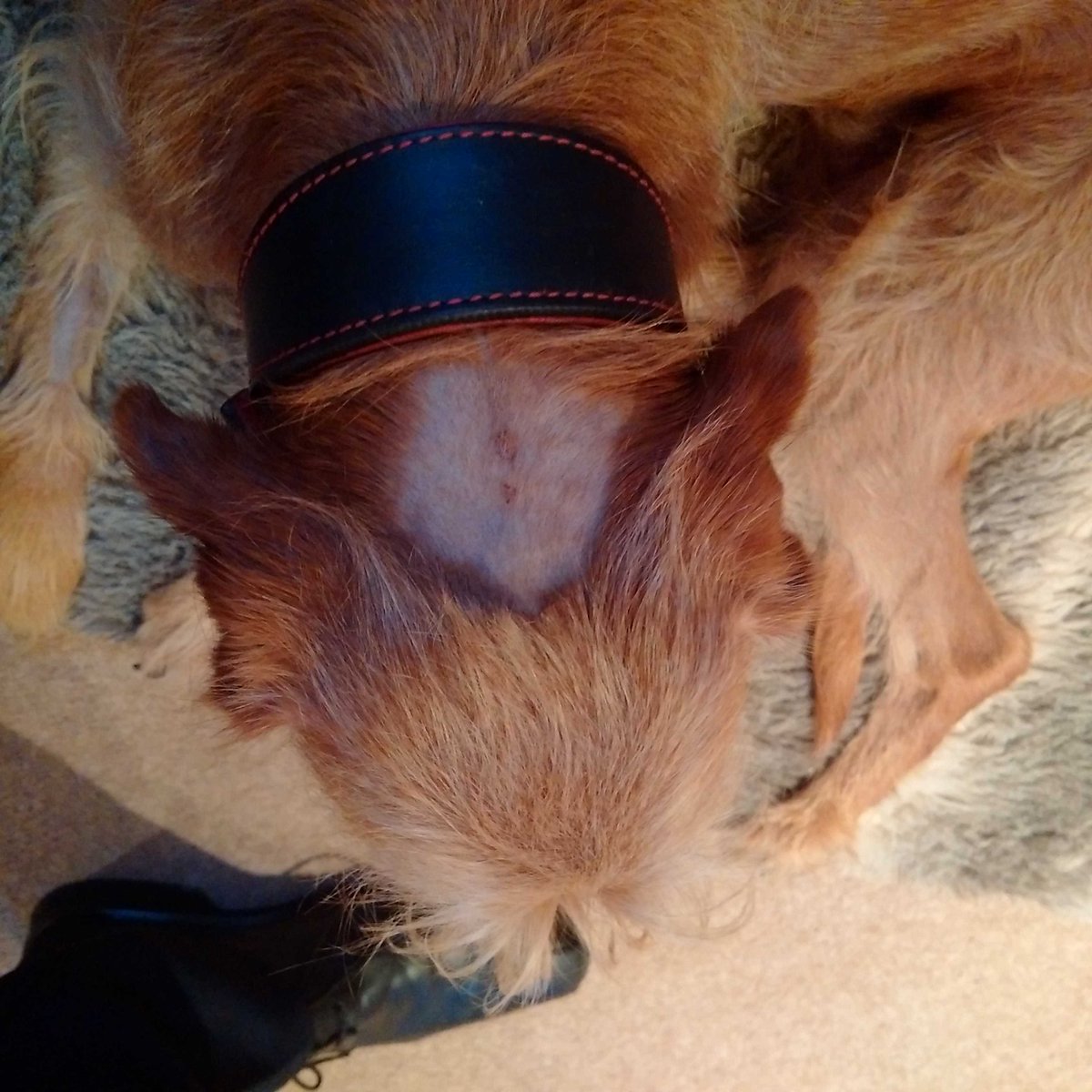 MarkSJordan's tweet photo. Great to have the dog back from the vet, even if they have given him a tragic 80's wedge haircut #dogs #80s #scarecut http://t.co/nUeRmYHeda