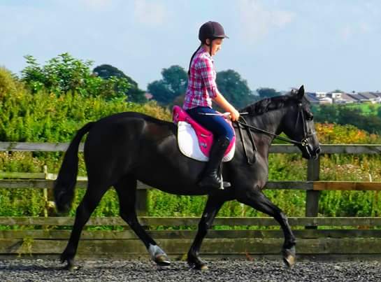 EK_FSE's tweet photo. Feliod Starlight Express-3yr old D filly schooling at weekend 😊 #FeliodStarlightExpress #proudowner #homeproduced http://t.co/zofRJFlqvG