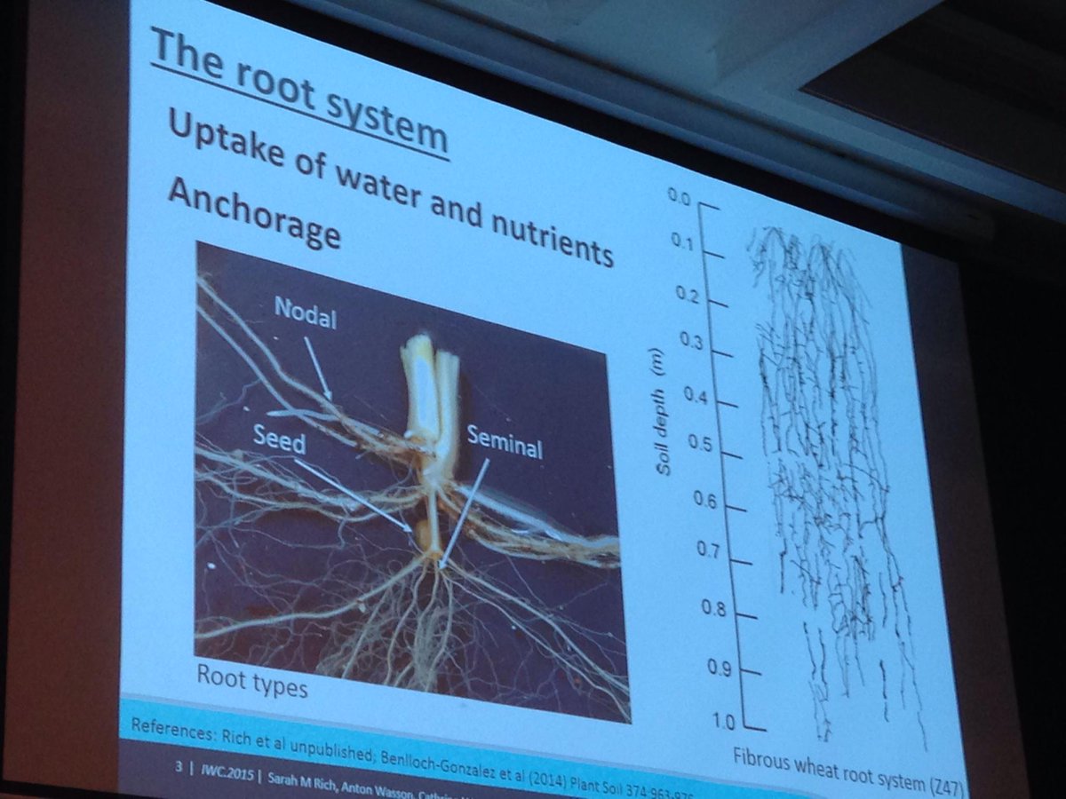 CIMMYT's tweet photo. Cathrine Ingvordsen describes the wheat root system #IWC9 http://t.co/e5iRyznuqd