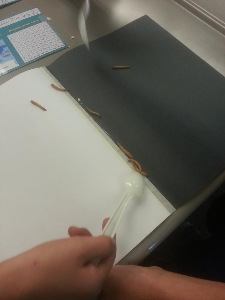 WCESWranglers's tweet image. Our hypothesis was correct, mealworms prefer dark surfaces over light! #thirdgradescientists #sciencerocks