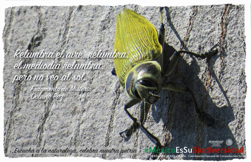 SEMARNAT_mx's tweet photo. En #Septiembre #MéxicoEsSuBiodiversidad; ve http://t.co/wnmP2ZITNB y comparte nuestras #postalSemarnat  🐋🐍🐞🐝🐊🌵🌲🌳 http://t.co/QKOitZvwPB