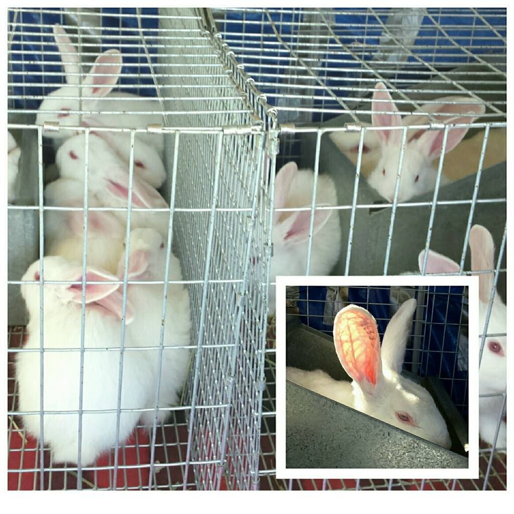 beaglefreedom's tweet image. #BREAKING - BFP's parent org @ARMETEAM has rescued 17 bunnies from animal testing! More: on.fb.me/1WgRLf7