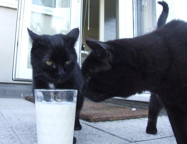 MYSADCAT's tweet photo. My cat is sad because his milkshake brings all the boys to the yard. http://t.co/PduUB5YfXM