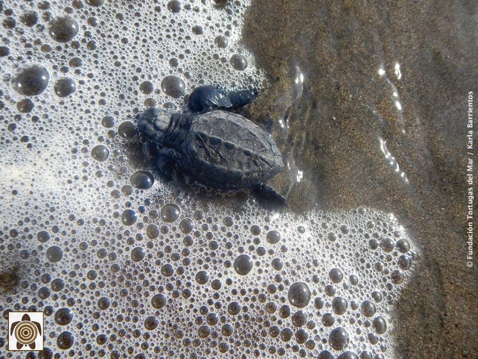 Tortugasdelmar's tweet photo. #Liberación #TortugasGolfinas durante @MigracionFest #Termales Galeria completa: https://t.co/mHhtfybRx0 http://t.co/OtnIonSq13