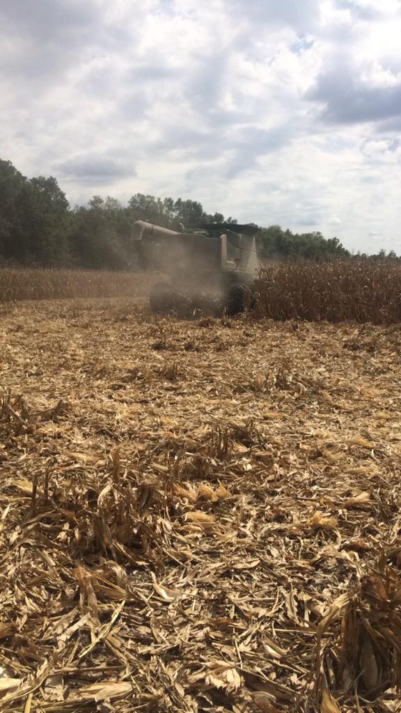 David Wolfe tweet media