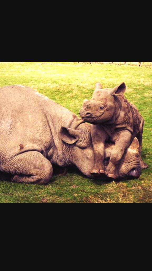 "Please leave my mum alone" #WorldRhinoDay