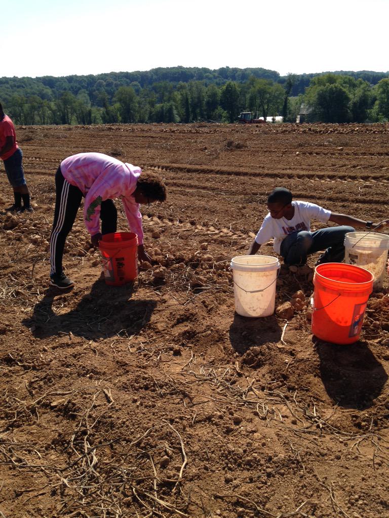 mms_team7B's tweet photo. Our students did a fabulous job harvesting food for the hungry. #firstfruitsfarm #servicelearning http://t.co/dRoJJ5OXAv