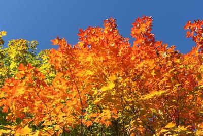 Algonquin_PP's tweet image. #AlgonquinPark fall colours are now at 50% change!!! ontarioparks.com/fallcolour