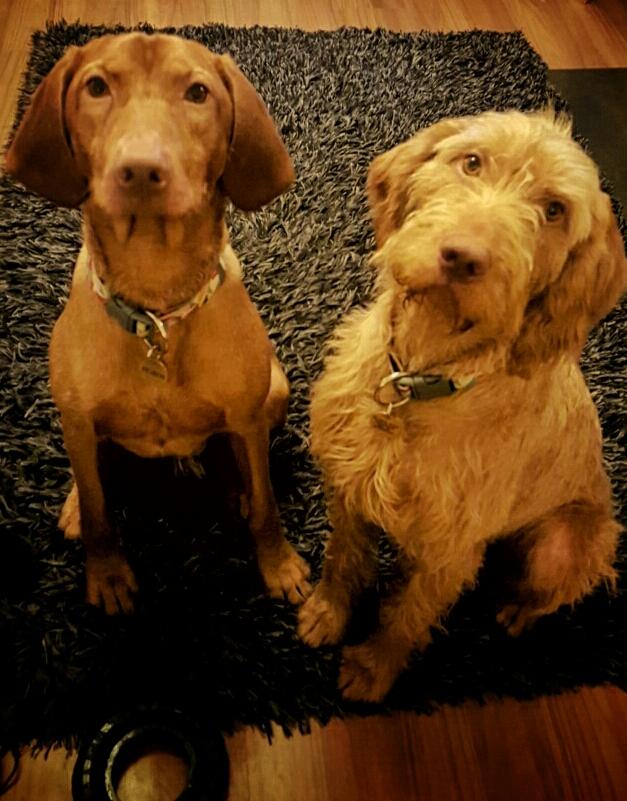 kilajhaines's tweet image. @TypicalDogs