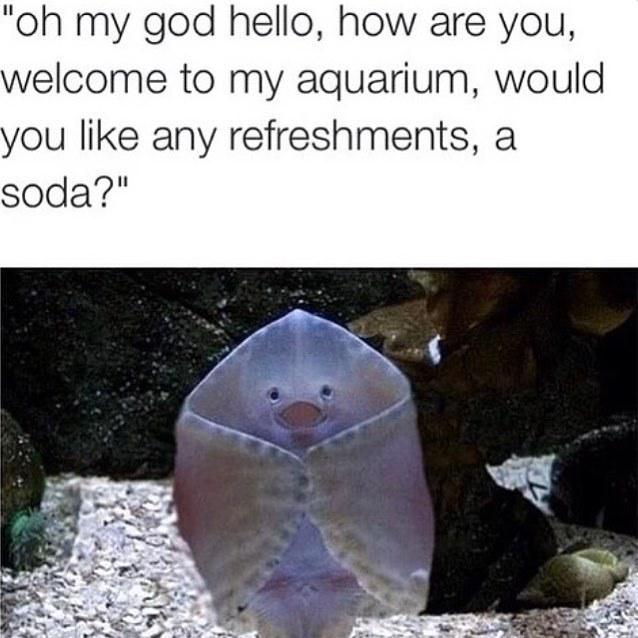 spongebob_cult's tweet photo. 😂follow for more daily laughs! #lol #lolposts #😂 #memes #laugh #funny #wtf #wow #whoa #lolz #lolol #spongebob #spon… http://t.co/mXNevLr1AE
