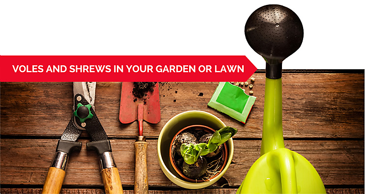 ControlCritters's tweet image. How to Get Rid of Voles and Shrews in Your Garden or Lawn  ow.ly/SxAeP