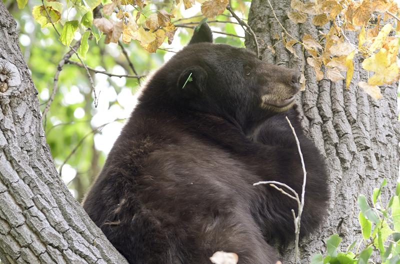 photojmatthew's tweet photo. More bears in trees in #Boulder. A mother and 2 cubs were seen off 14th Street. #BoulderBears http://t.co/X2O5mxD1R2