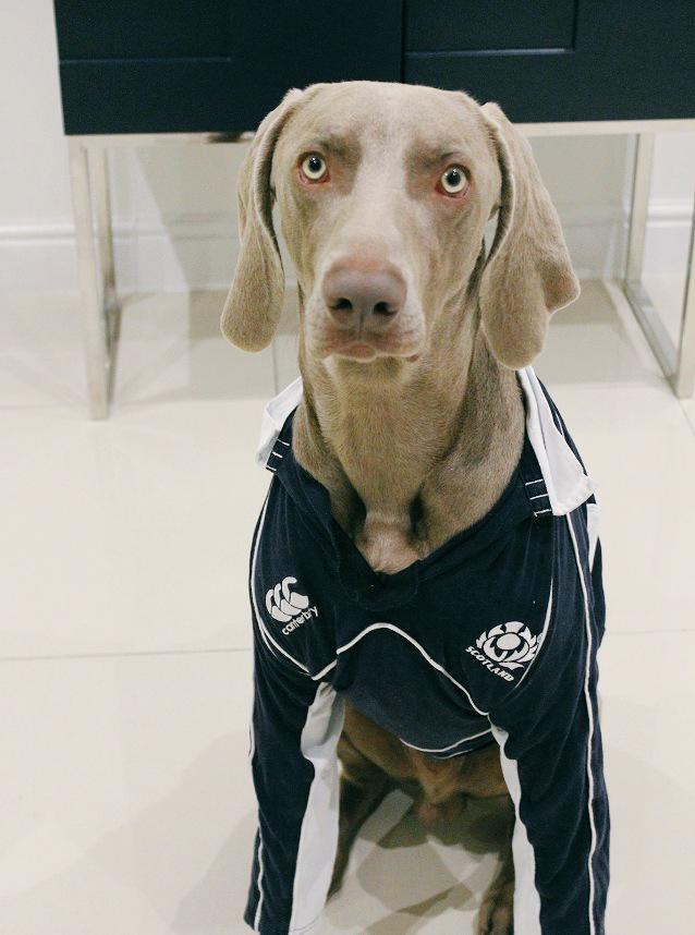 All set to cheer on <a href="/Scotlandteam/">Scottish Rugby</a> tomorrow! Come on boys!! 🐾🐾 #AsOne #RugbyWorldCup