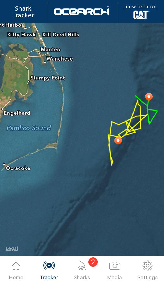 Mary Lee the shark tweet media