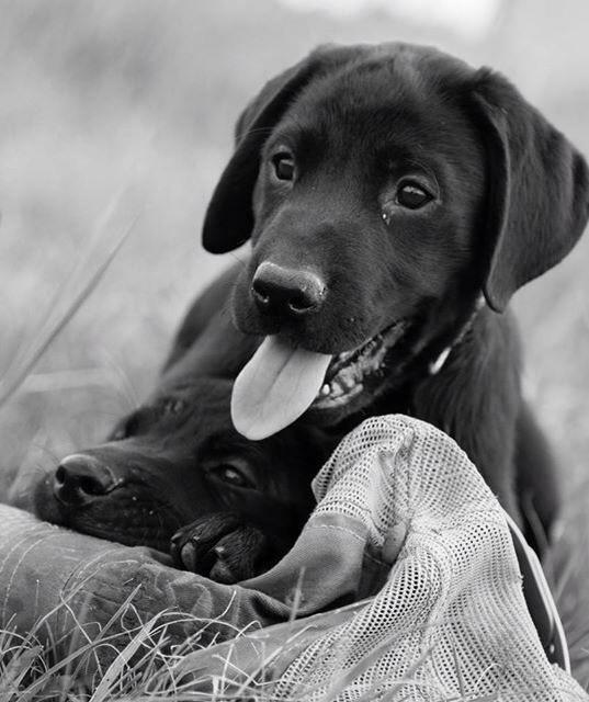 SportDOGBrand's tweet photo. Happiness is a warm puppy ... or two with a #SportDOGBrand hat! 
Photo by D. Johnson http://t.co/cchd46q4ni