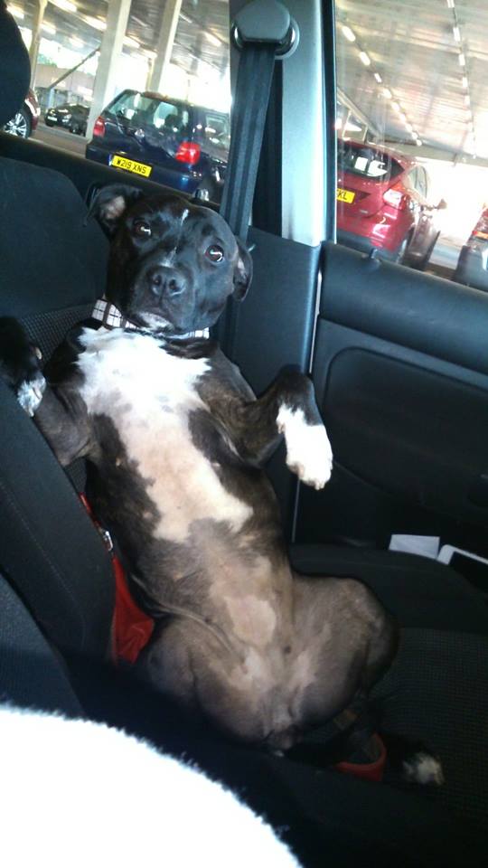 Greenleaf Animal Rescue tweet media