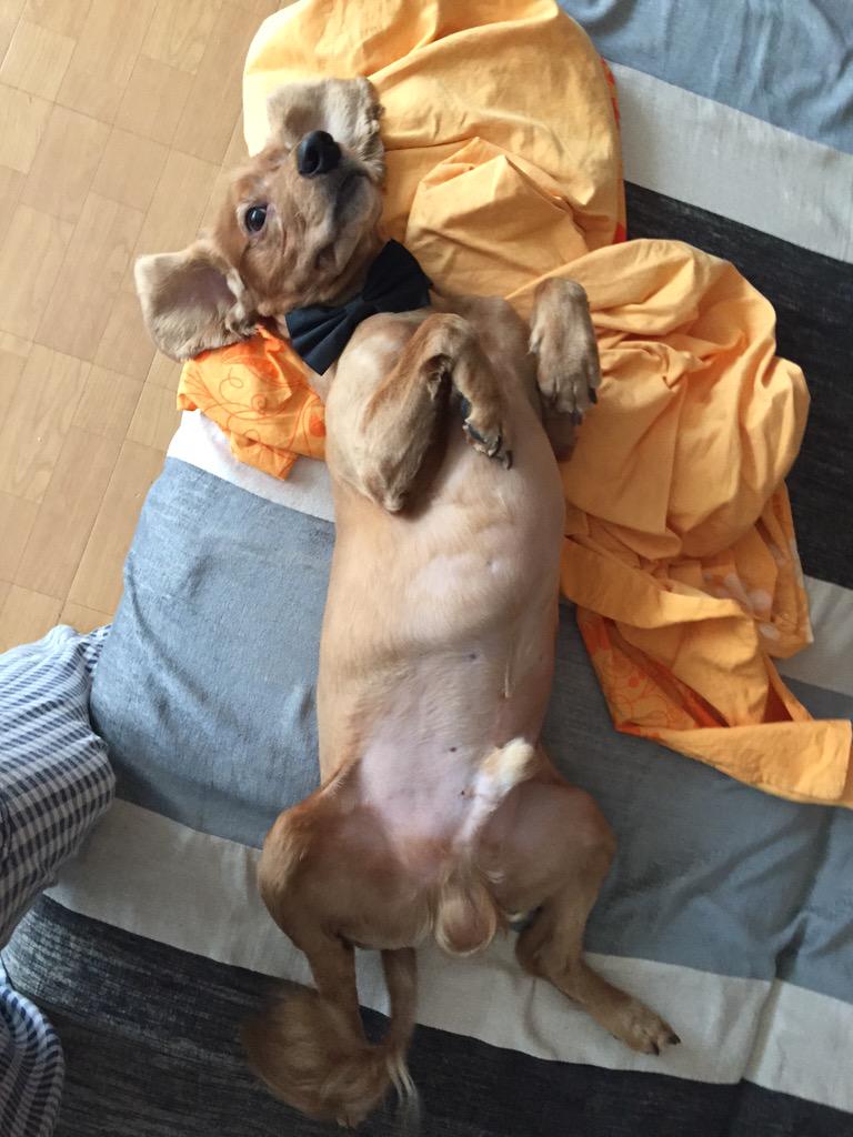 #ingilizcocker #bixi ☺️🐶