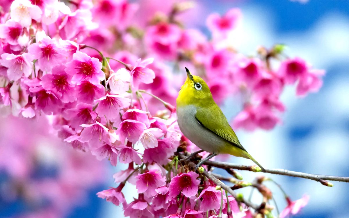RaymondVinals's tweet photo. #PRIMAVERA Poderosa Hermosa Luz y Colores. Retira toda oscuridad
#RayV #RaySelect #RayProject
http://t.co/VucuOB6PTu http://t.co/BQzzYTZDBS