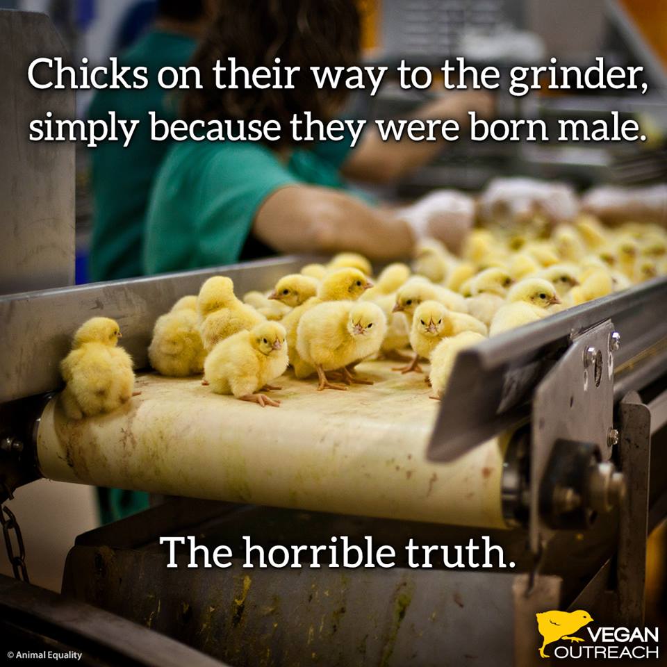 veganoutreach's tweet image. #PleaseDontAskMeTo support this practice. We can stop it by eating #vegan. Learn more: vegeating.com