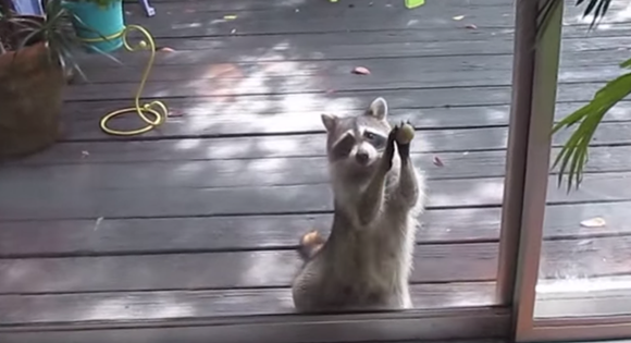 OrlandoWeekly's tweet photo. Hungry Florida #raccoon learns to knock on doors till someone feeds it http://t.co/jMBeFp3DDg http://t.co/B24ra06gyO