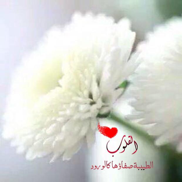 القلوب الطيبة ..
كالورود البيضاء لا تنبت إلا
في النفس الطاهرة الزكية
تتفتح على أغصان النقاء
وينتشر شذاها مع الأيام
.