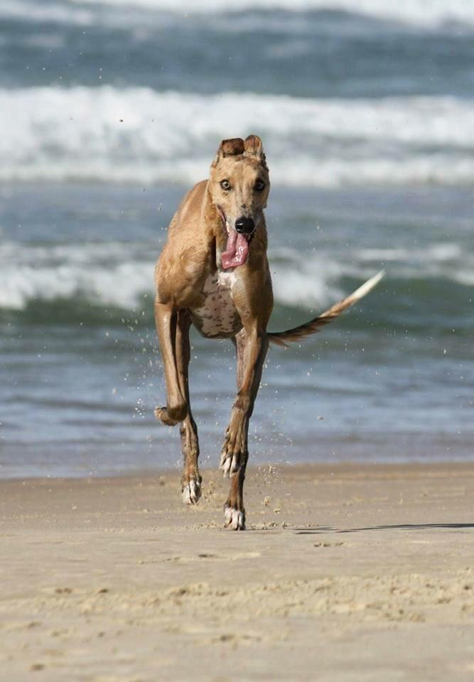 Lucha por sus derechos, como lo harías x los tuyos! Liberad a los galgos <a href="/proyectogalgoar/">Proyecto Galgo Arg 🐬Ⓥ</a>