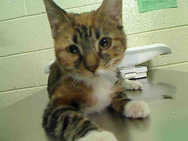 NYCDEATHROWCATS's tweet photo. JUST ADDED! ST CLAIR - A1052131 
Follow me here for updates and status: http://t.co/CcSACKi857 http://t.co/dVkP8WUADD