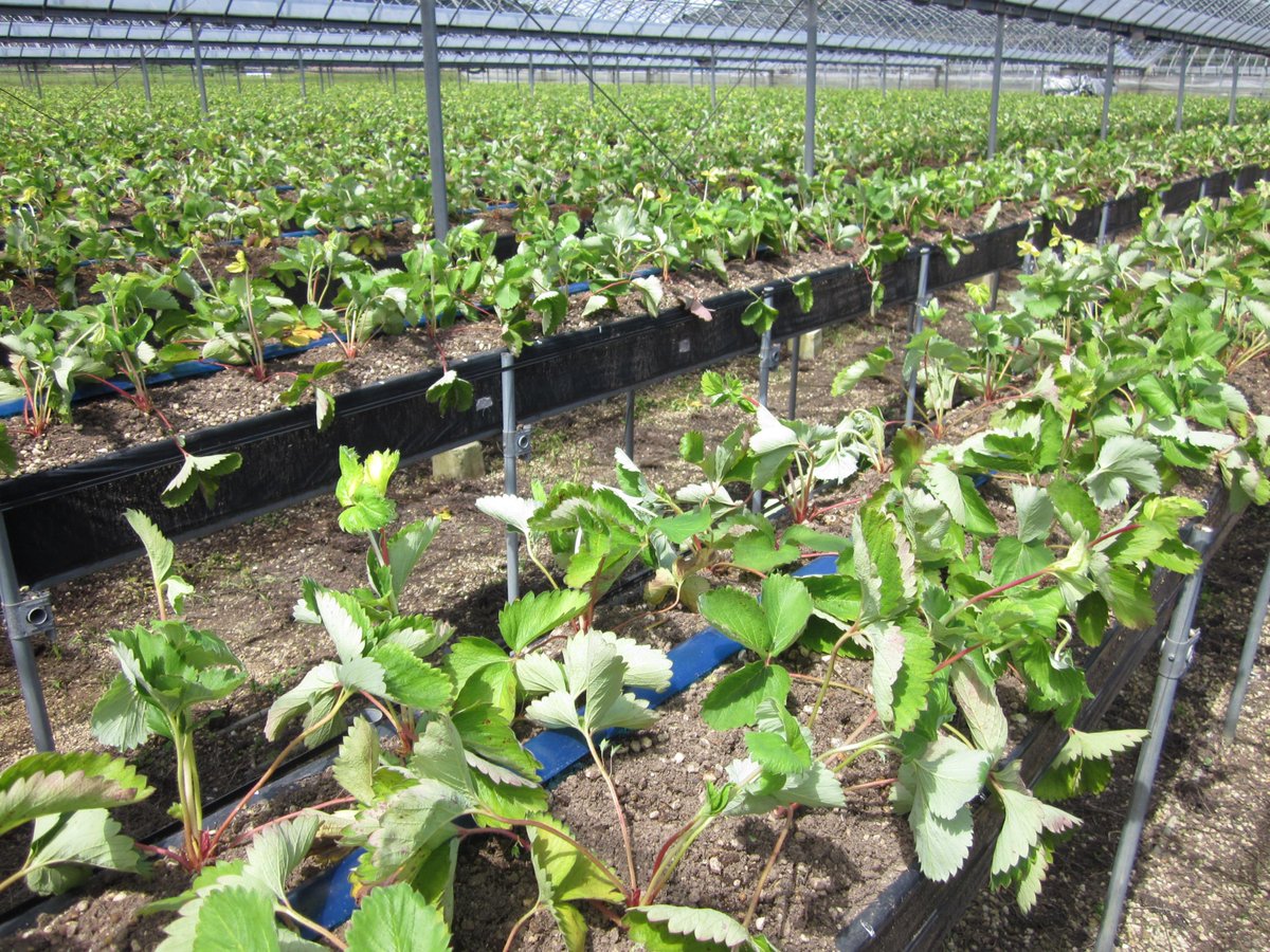 生産者農家向けに 植物由来や微生物由来の酵素で土づくりから野菜作りをご紹介 農法ジオバンクメソッド 長崎でイチゴを高設で栽培 反収９ｔを目指す 昨年の実績は ２万４０００ 280ｇフレッシュ パック出荷です 一昨年は パック弱でした