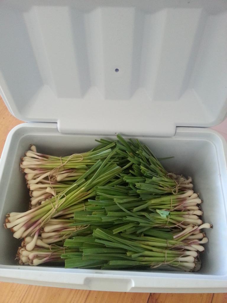 pjgardener's tweet photo. #bendigo #garlic lovers Green @DromaiusGarlic available today and tomorrow. Get in quick. http://t.co/UbMoQStiwp